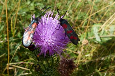 <i>Zygaena filipendulae</i>