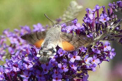 <i>Macroglossum stellatarum</i>