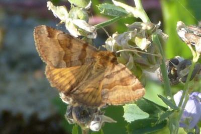 <i>Euclidia glyphica</i>
