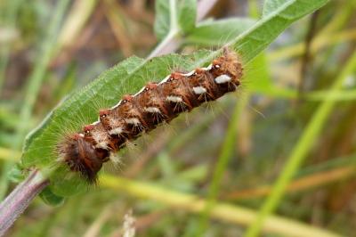 <i>Acronicta rumicis</i>