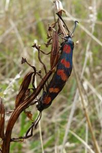 <i>Zygaena filipendulae</i>