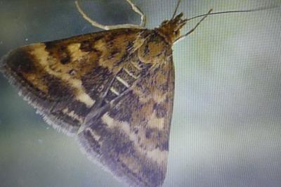 <i>Pyrausta despicata</i>