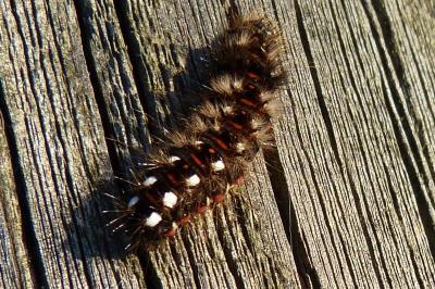<i>Acronicta rumicis</i>