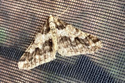 <i>Agriopis leucophaearia</i>