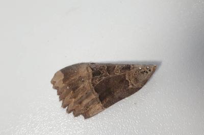 <i>Mormo maura</i>