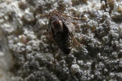 <i>Operophtera</i>