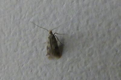<i>Borkhausenia nefrax</i>