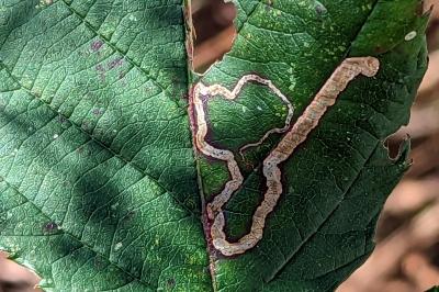 <i>Stigmella aurella</i>