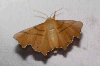 <i>Ennomos erosaria</i>