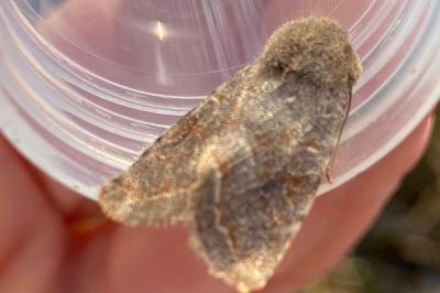 <i>Orthosia incerta</i>