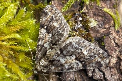 <i>Agriopis leucophaearia</i>