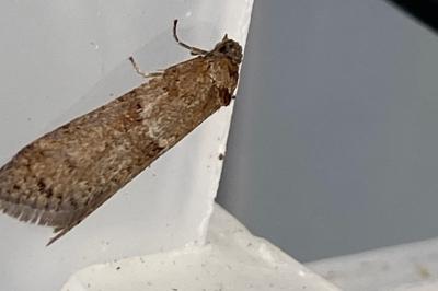 <i>Tortricodes alternella</i>