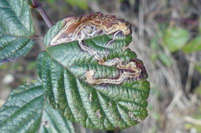 <i>Stigmella aurella</i>