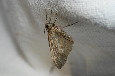 <i>Xanthorhoe ferrugata</i>