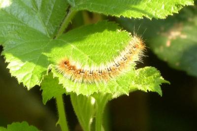 <i>Lasiocampa quercus</i>