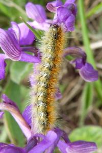 <i>Diacrisia purpurata</i>