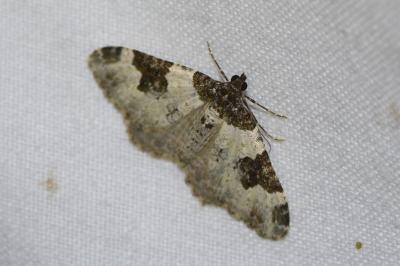 <i>Xanthorhoe fluctuata</i>