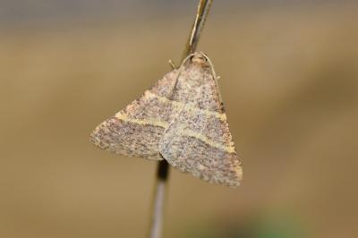 <i>Perigune narbonea</i>