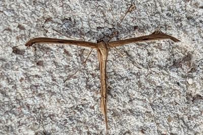 <i>Emmelina monodactyla</i>