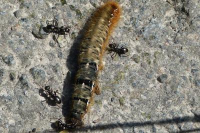<i>Lasiocampa quercus</i>