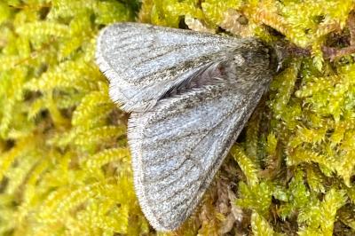 <i>Phigalia pilosaria</i>