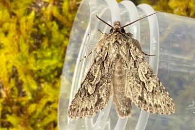 <i>Xylocampa areola</i>