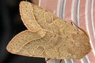 <i>Orthosia cerasi</i>