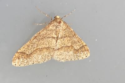 <i>Phigaliohybernia marginaria</i>