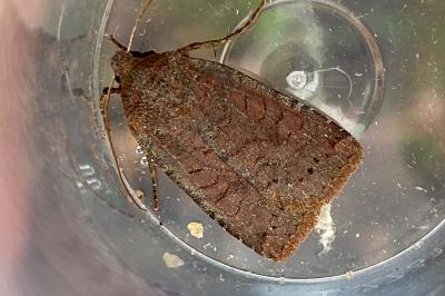 <i>Conistra ligula</i>