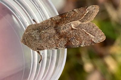 <i>Orthosia incerta</i>