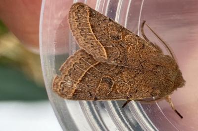 <i>Orthosia cerasi</i>