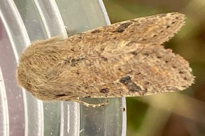 <i>Orthosia cruda</i>