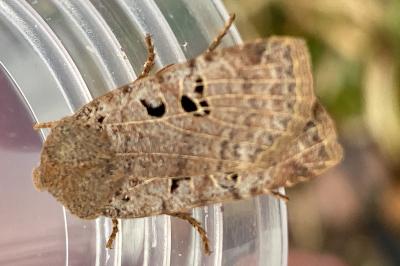 <i>Conistra rubiginosa</i>