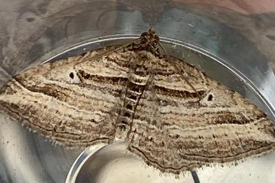 <i>Costaconvexa polygrammata</i>