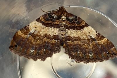 <i>Earophila badiata</i>