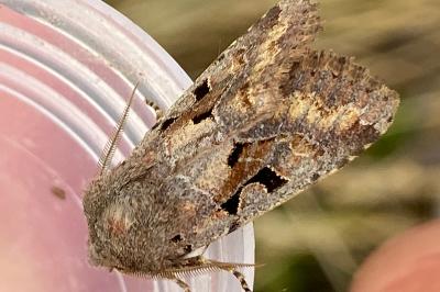 <i>Orthosia gothica</i>
