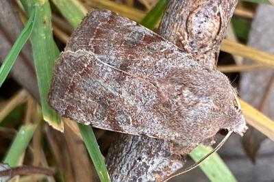 <i>Orthosia incerta</i>