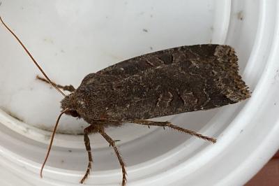 <i>Conistra ligula</i>