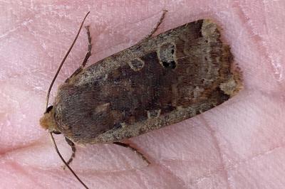 <i>Conistra erythrocephala</i>