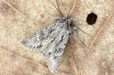 <i>Xylocampa areola</i>
