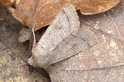 <i>Orthosia cerasi</i>
