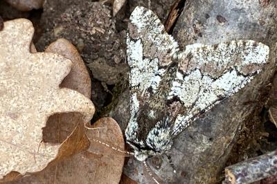 <i>Biston strataria</i>