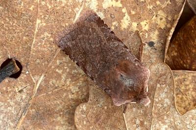 <i>Cerastis rubricosa</i>
