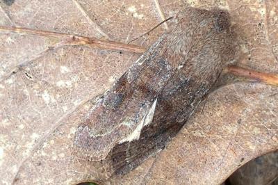 <i>Orthosia incerta</i>