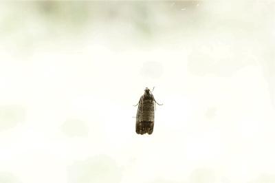 <i>Cydia pomonella</i>