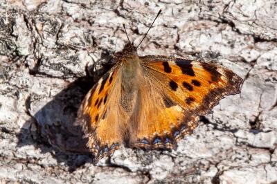 <i>Nymphalis polychloros</i>