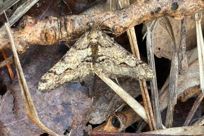 <i>Agriopis leucophaearia</i>