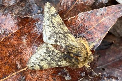 <i>Apocheima hispidaria</i>
