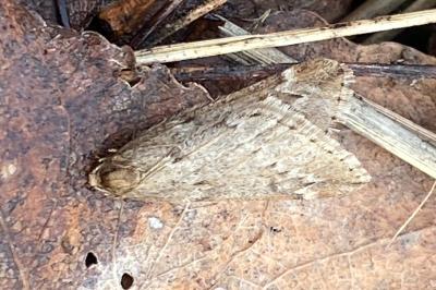 <i>Alsophila aescularia</i>