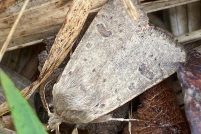 <i>Orthosia cruda</i>